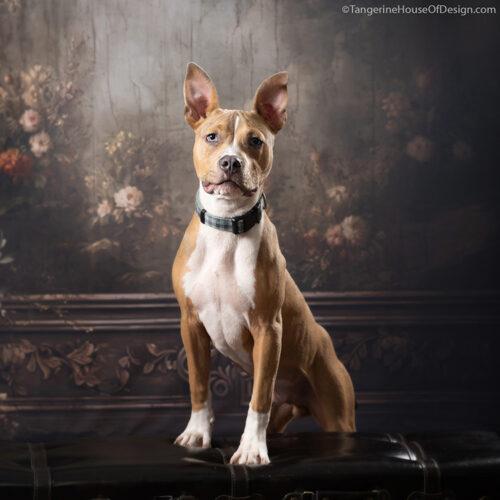 Enlarge Axel, a Adoptable mixed breed in Minneapolis, MN image 1/5