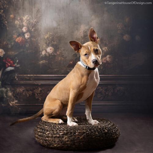 Enlarge Axel, a Adoptable mixed breed in Minneapolis, MN image 2/5