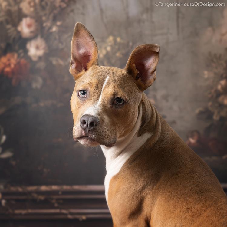 Enlarge Axel, a Adoptable mixed breed in Minneapolis, MN image 3/5