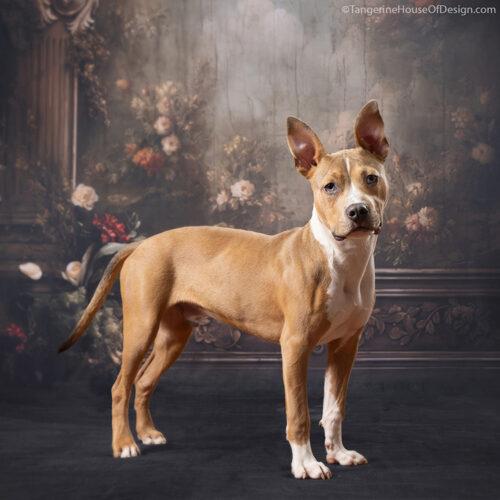 Enlarge Axel, a Adoptable mixed breed in Minneapolis, MN image 4/5