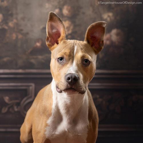 Enlarge Axel, a Adoptable mixed breed in Minneapolis, MN image 5/5