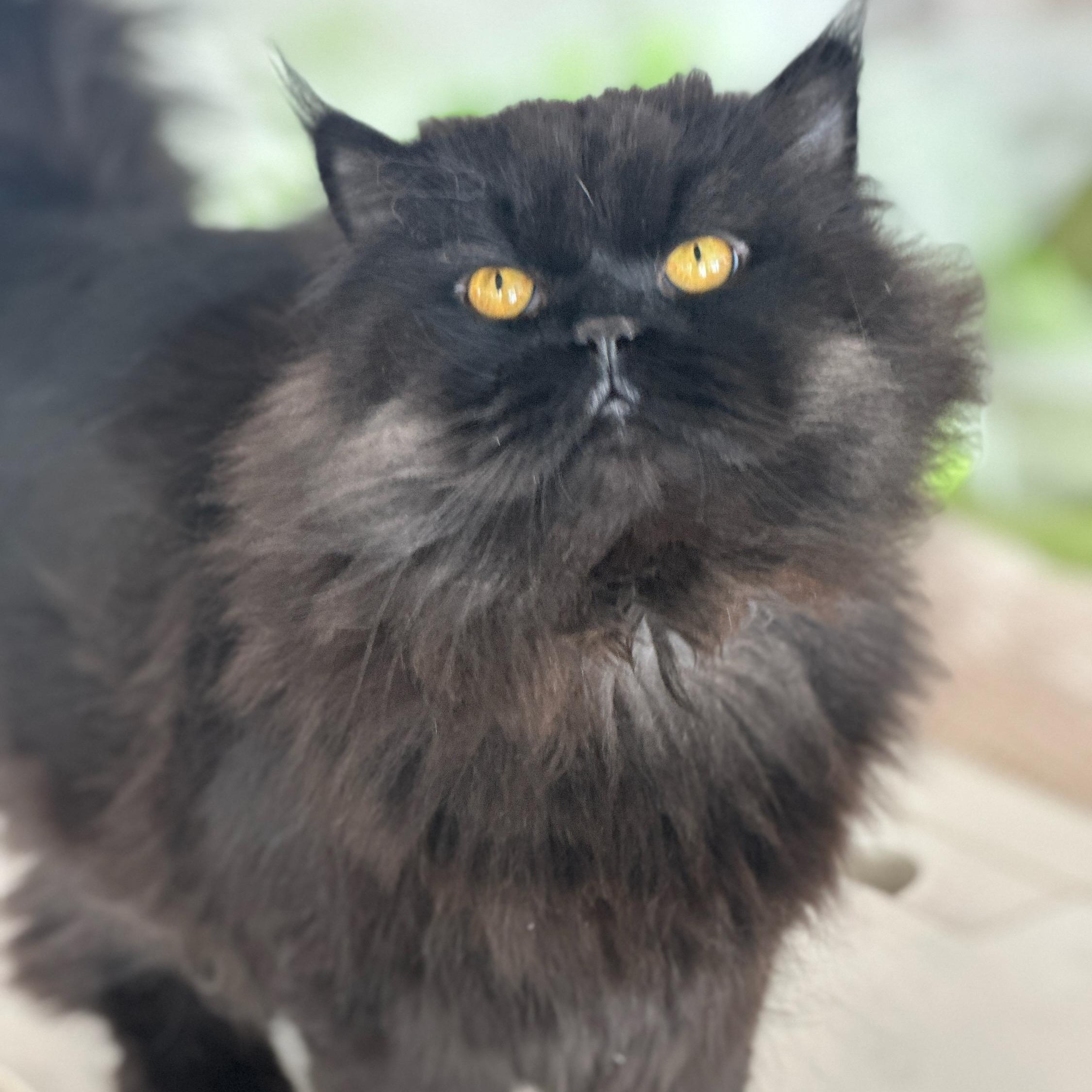 Enlarge Buddy, an adopted Persian in Traverse City, MI image 1/1