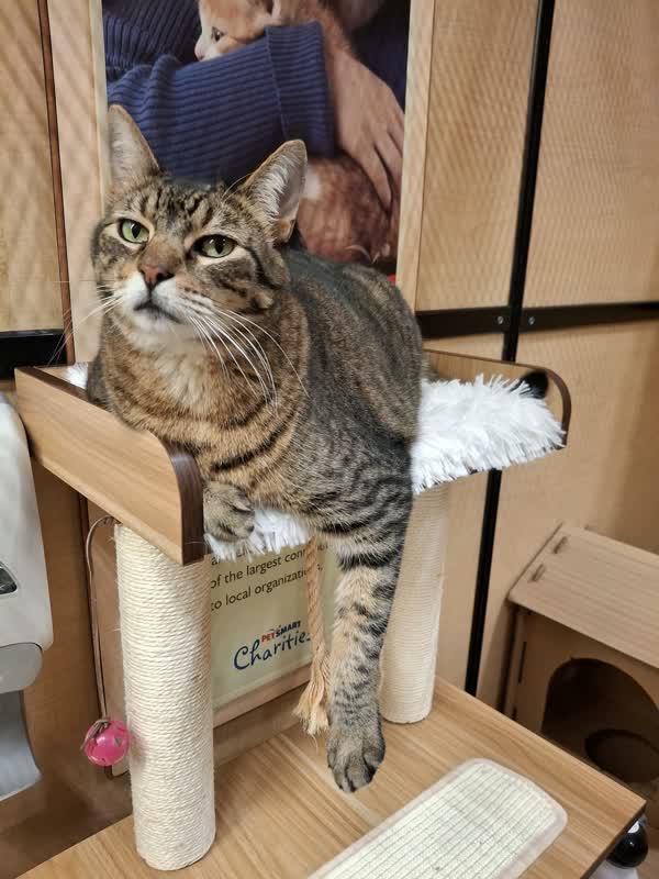 Lil Timmy, a ADOPTABLE American Shorthair in Austin, TX image 4/6