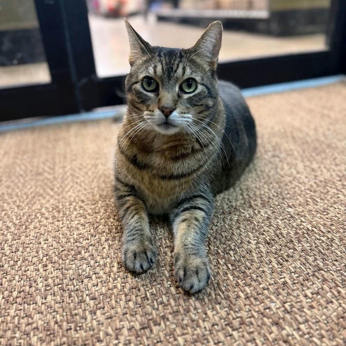 Lil Timmy, a ADOPTABLE American Shorthair in Austin, TX image 1/6