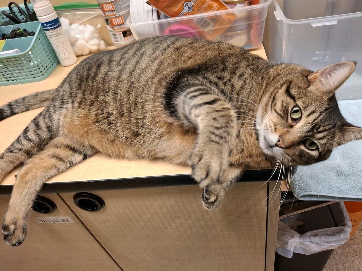 Lil Timmy, a ADOPTABLE American Shorthair in Austin, TX image 5/6