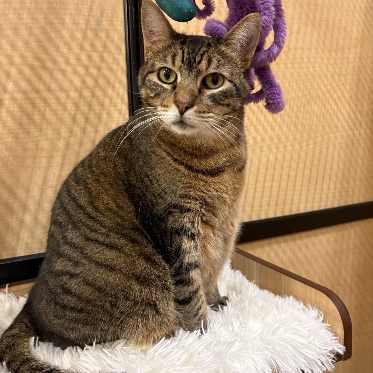 Lil Timmy, a ADOPTABLE American Shorthair in Austin, TX image 6/6