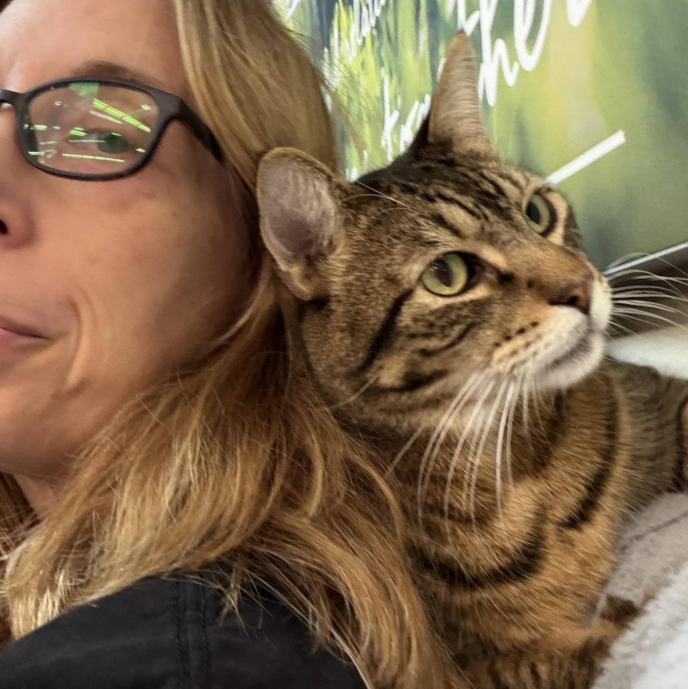 Lil Timmy, a ADOPTABLE American Shorthair in Austin, TX image 3/6