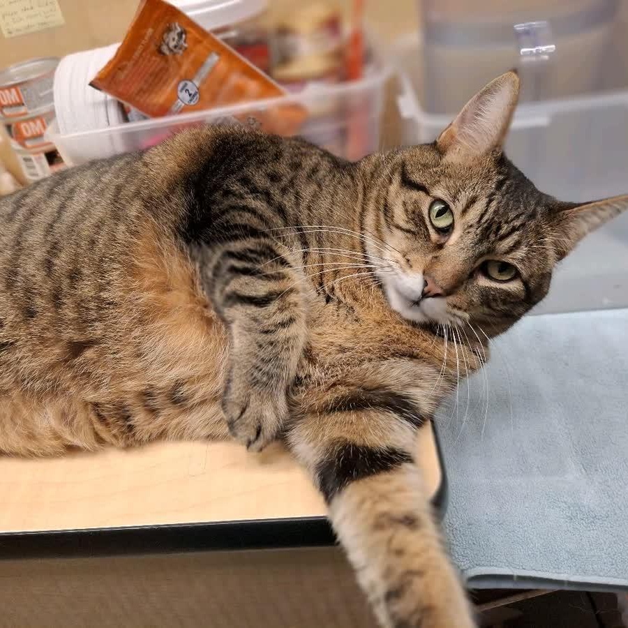 Lil Timmy, a ADOPTABLE American Shorthair in Austin, TX image 2/6