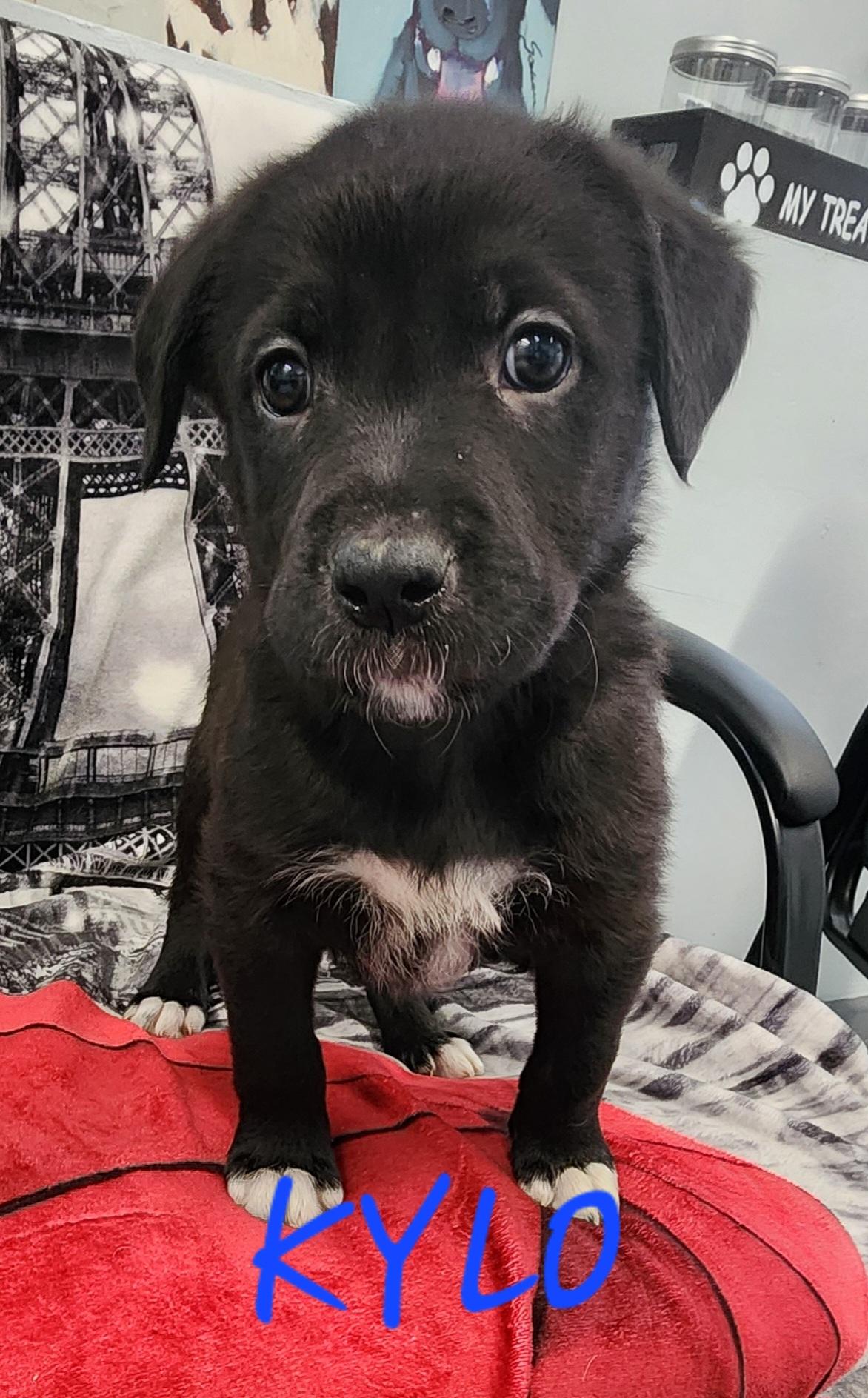 Kylo
