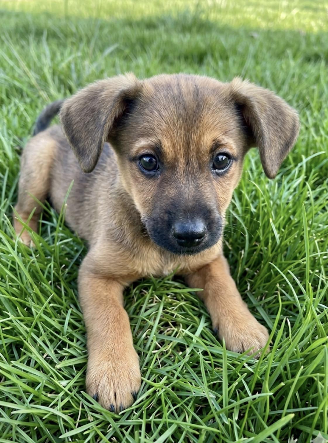 Enlarge Mikey, an adopted mixed breed in Hales corners, WI image 3/3