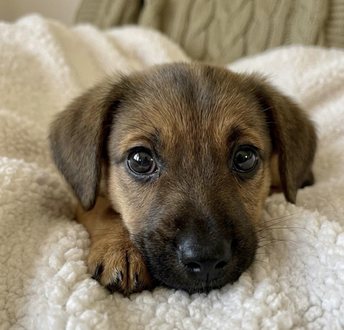 Enlarge Mikey, an adopted mixed breed in Hales corners, WI image 2/3