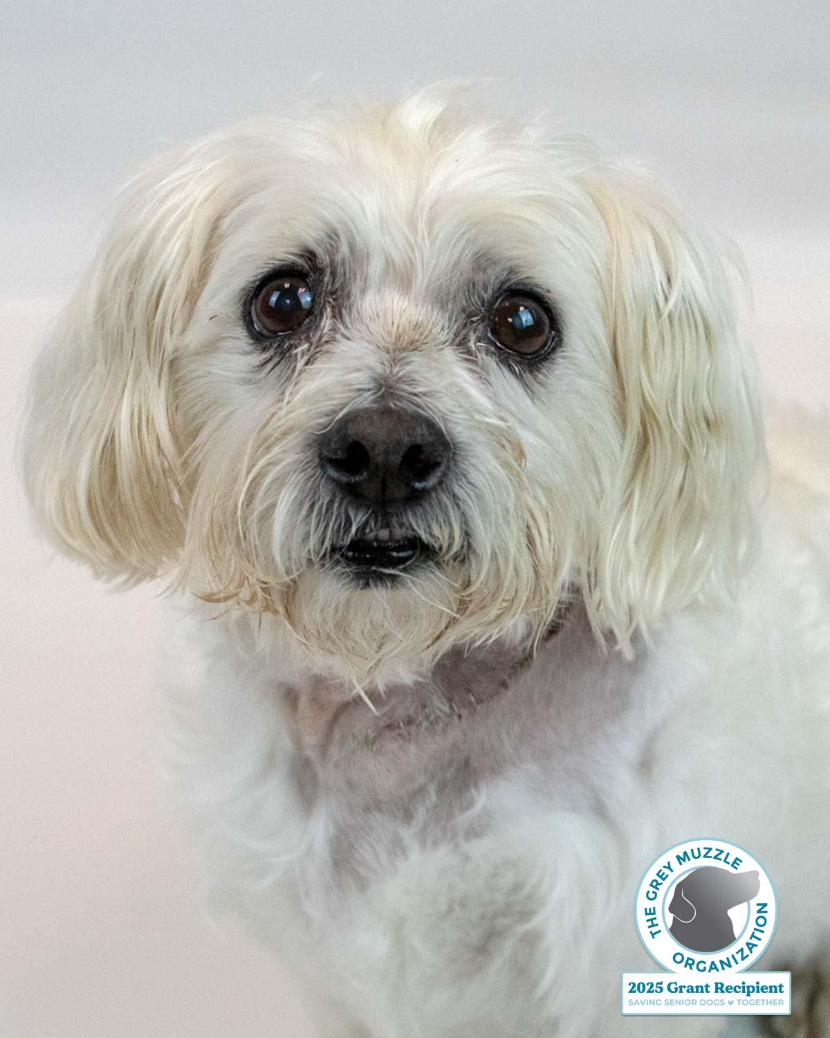 Palmer, a ADOPTABLE mixed breed in Kennesaw, GA image 1/6