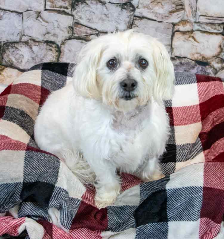 Palmer, a ADOPTABLE mixed breed in Kennesaw, GA image 4/6