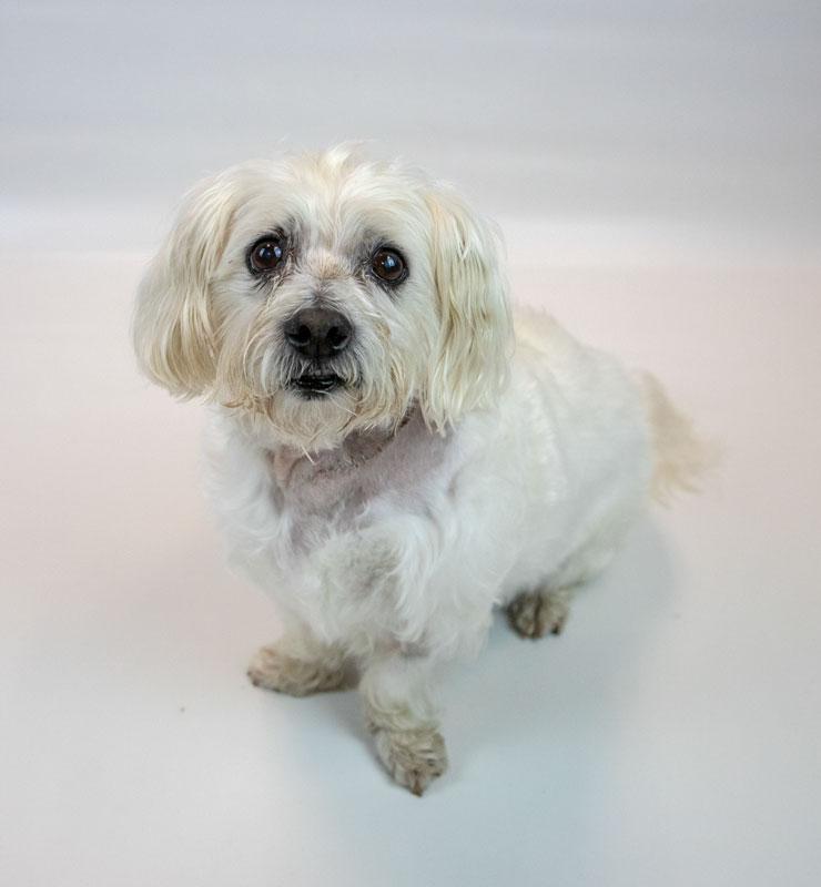 Palmer, a ADOPTABLE mixed breed in Kennesaw, GA image 6/6