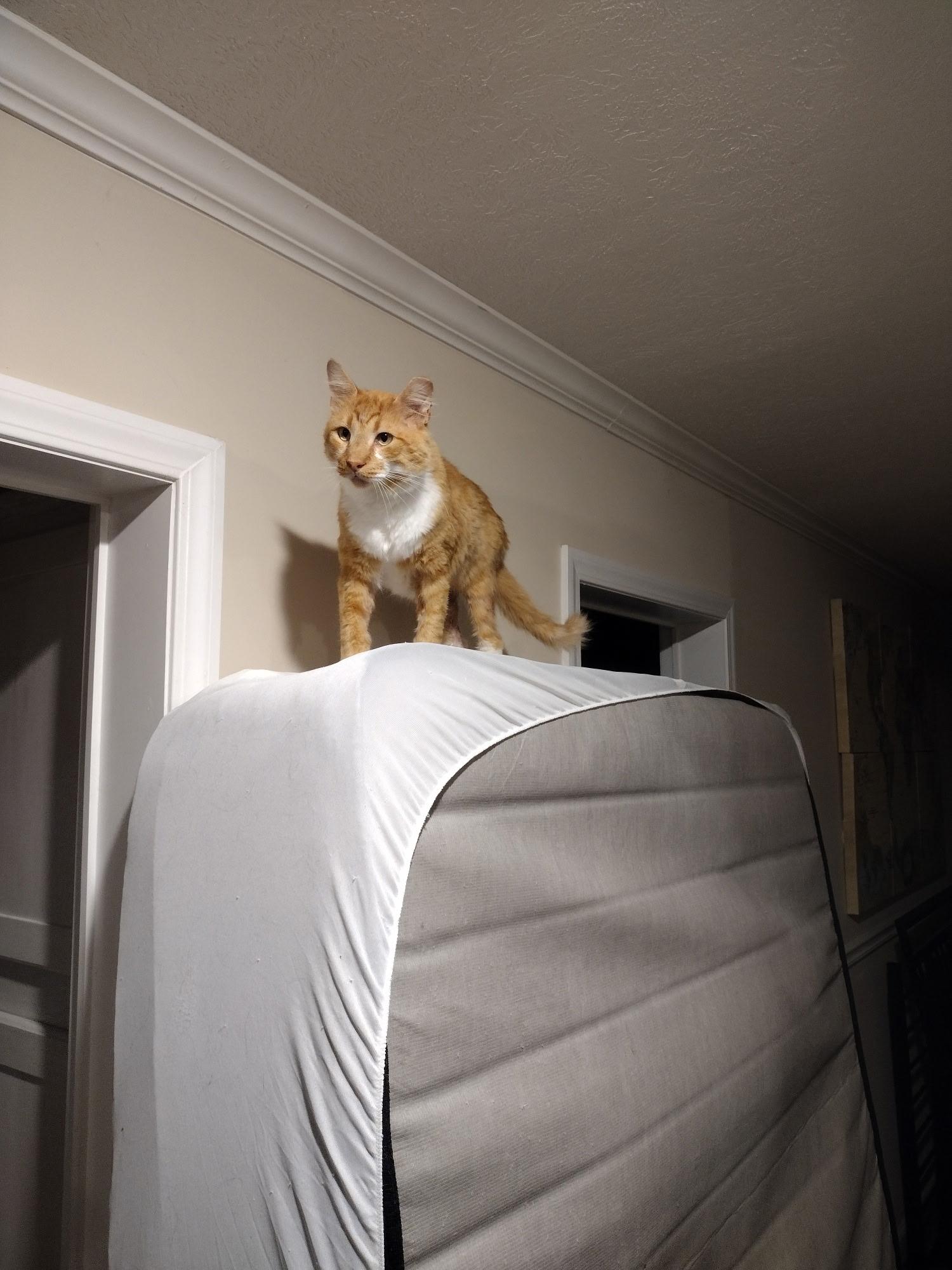 Enlarge Firepaw, a Adopted Tabby in Wilmington, NC image 4/4