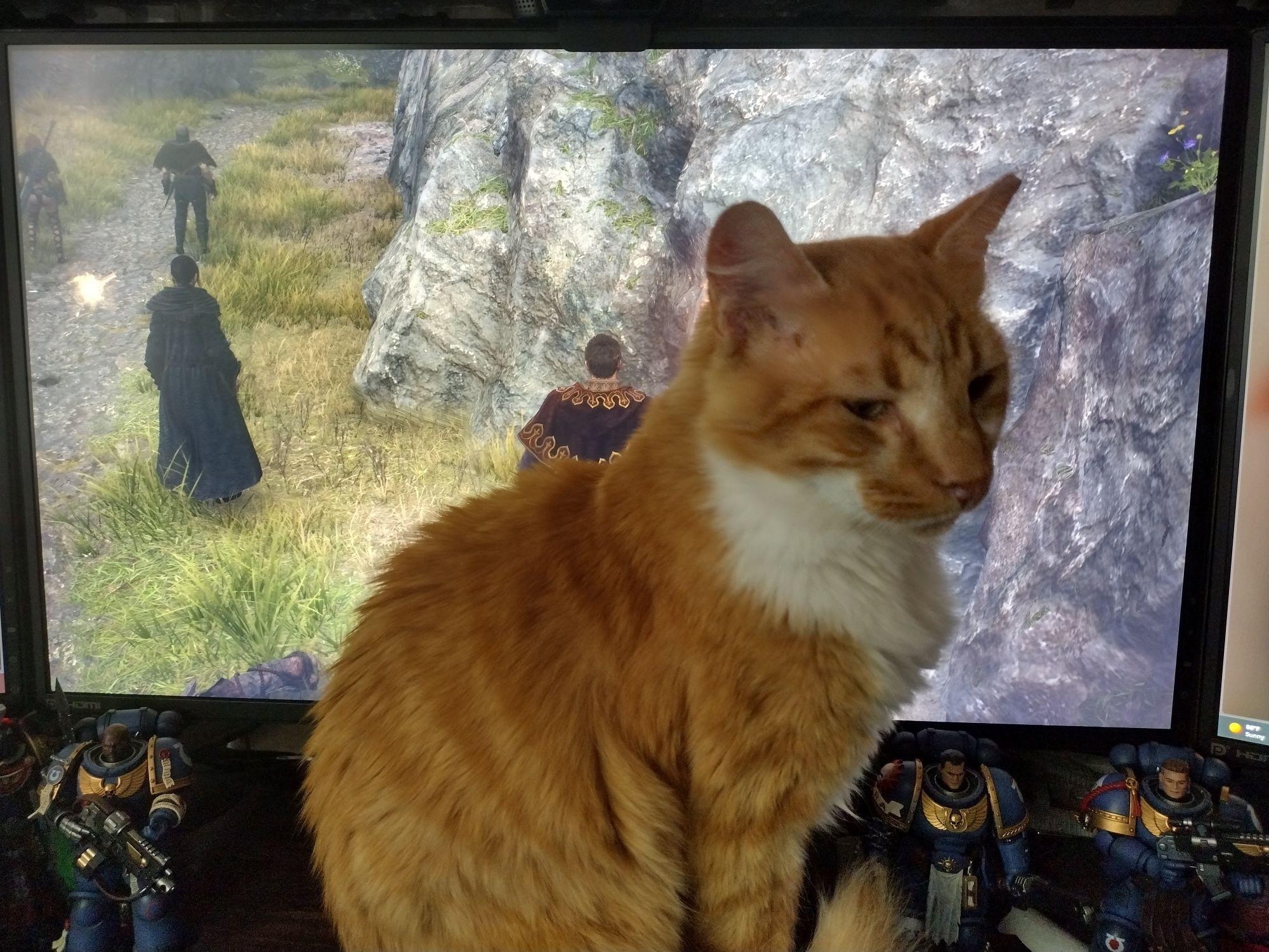 Firepaw, Adopted, Young Male Tabby.
