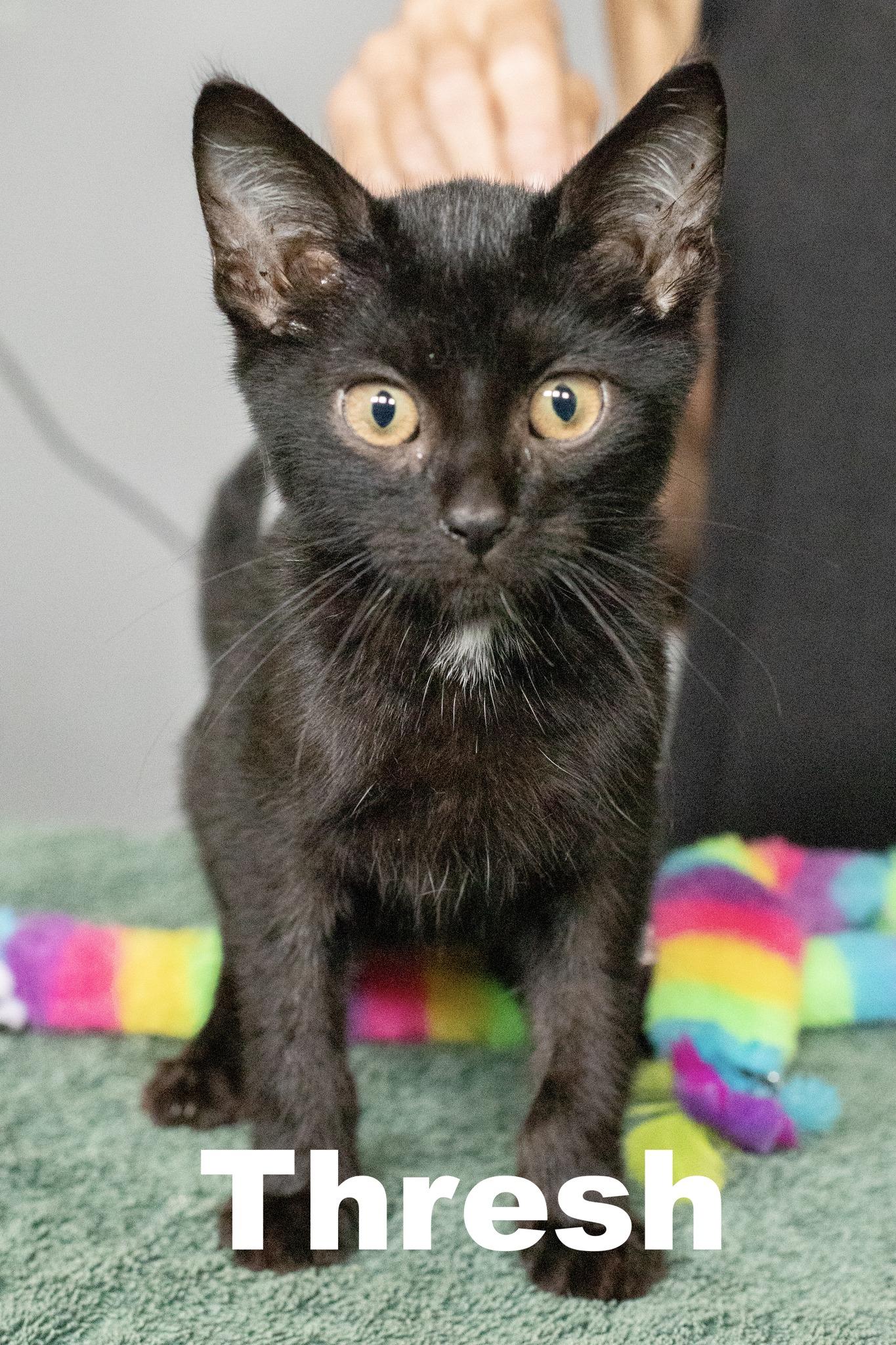 Enlarge Thresh, a Adoptable Domestic Short Hair in Macomb, IL image 1/1