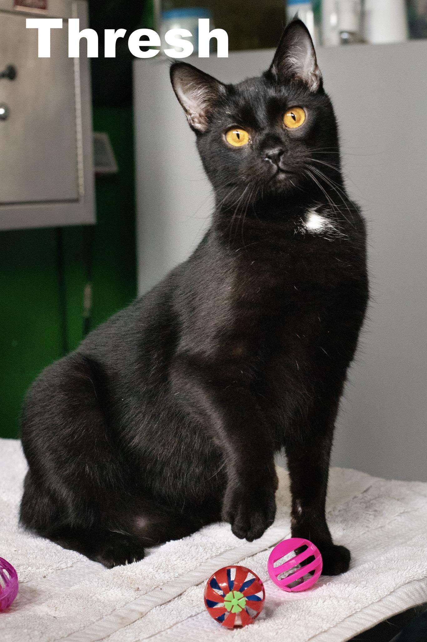 Enlarge Thresh, a Adoptable Domestic Short Hair in Macomb, IL image 1/2