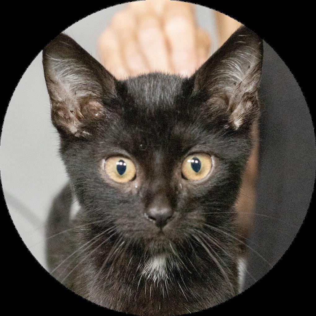 Enlarge Thresh, a Adoptable Domestic Short Hair in Macomb, IL image 2/2