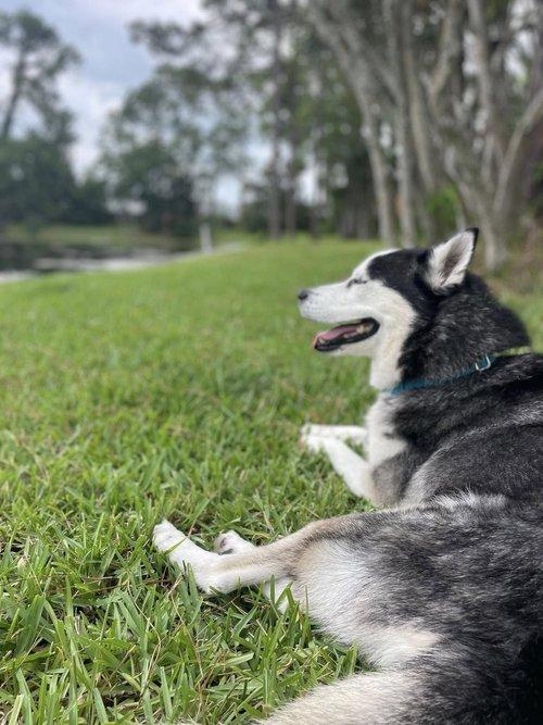 Enlarge Captain, an adopted Siberian Husky in Winter Springs, FL image 2/6