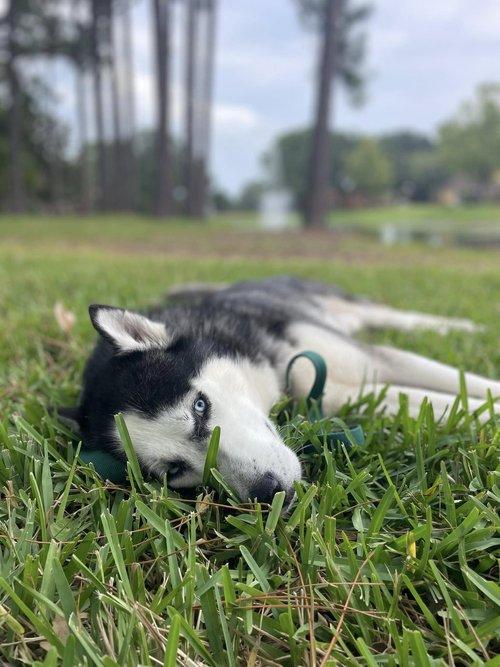 Enlarge Captain, an adopted Siberian Husky in Winter Springs, FL image 3/6
