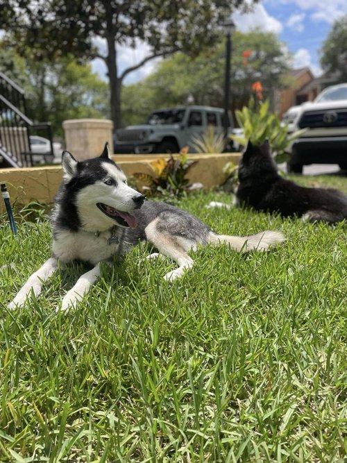 Enlarge Captain, an adopted Siberian Husky in Winter Springs, FL image 4/6