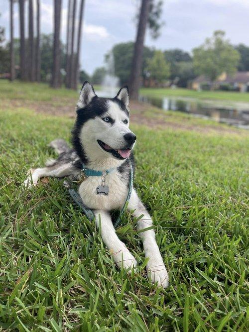 Enlarge Captain, an adopted Siberian Husky in Winter Springs, FL image 5/6