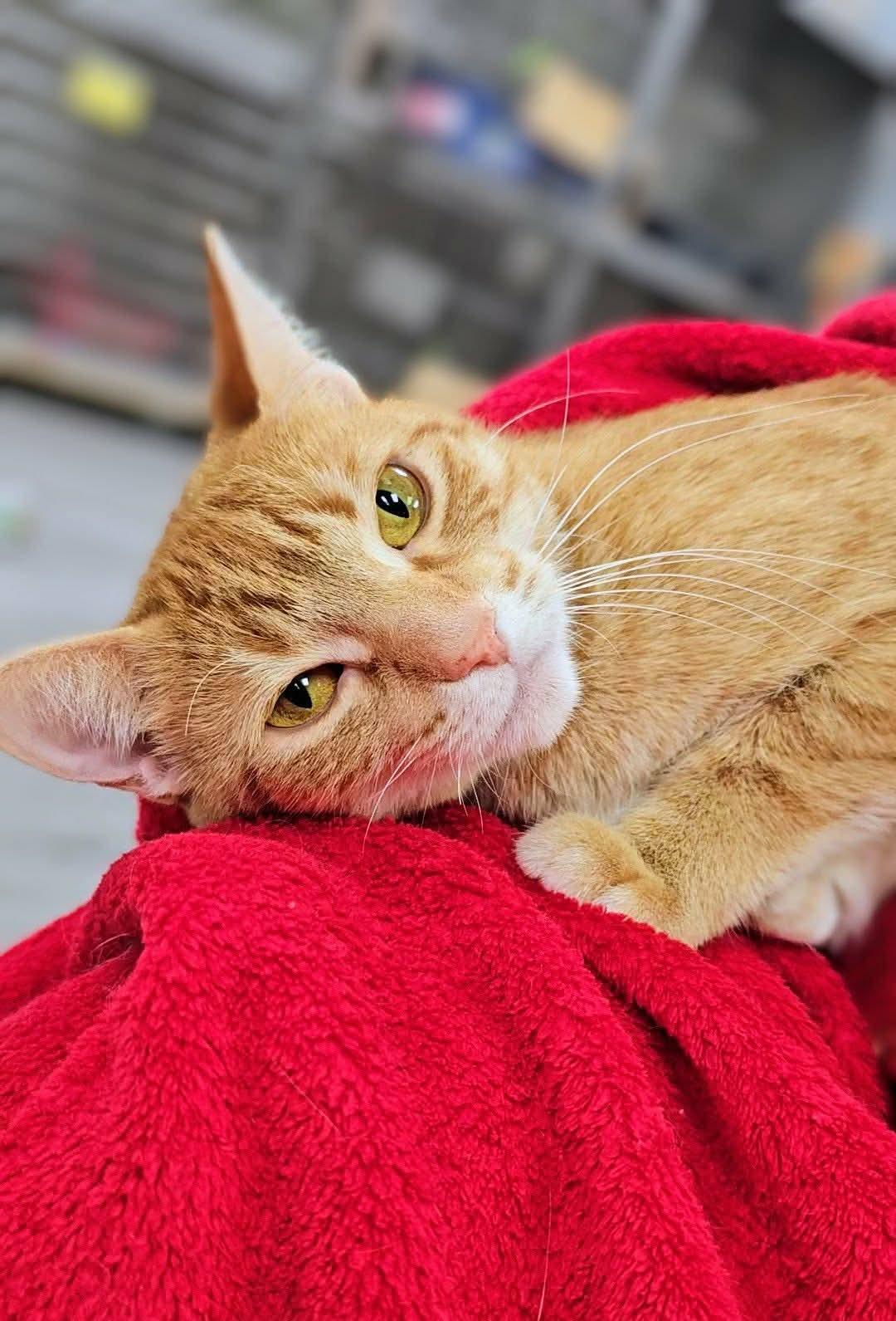 Ash, Adoptable, Adult Female Domestic Short Hair.