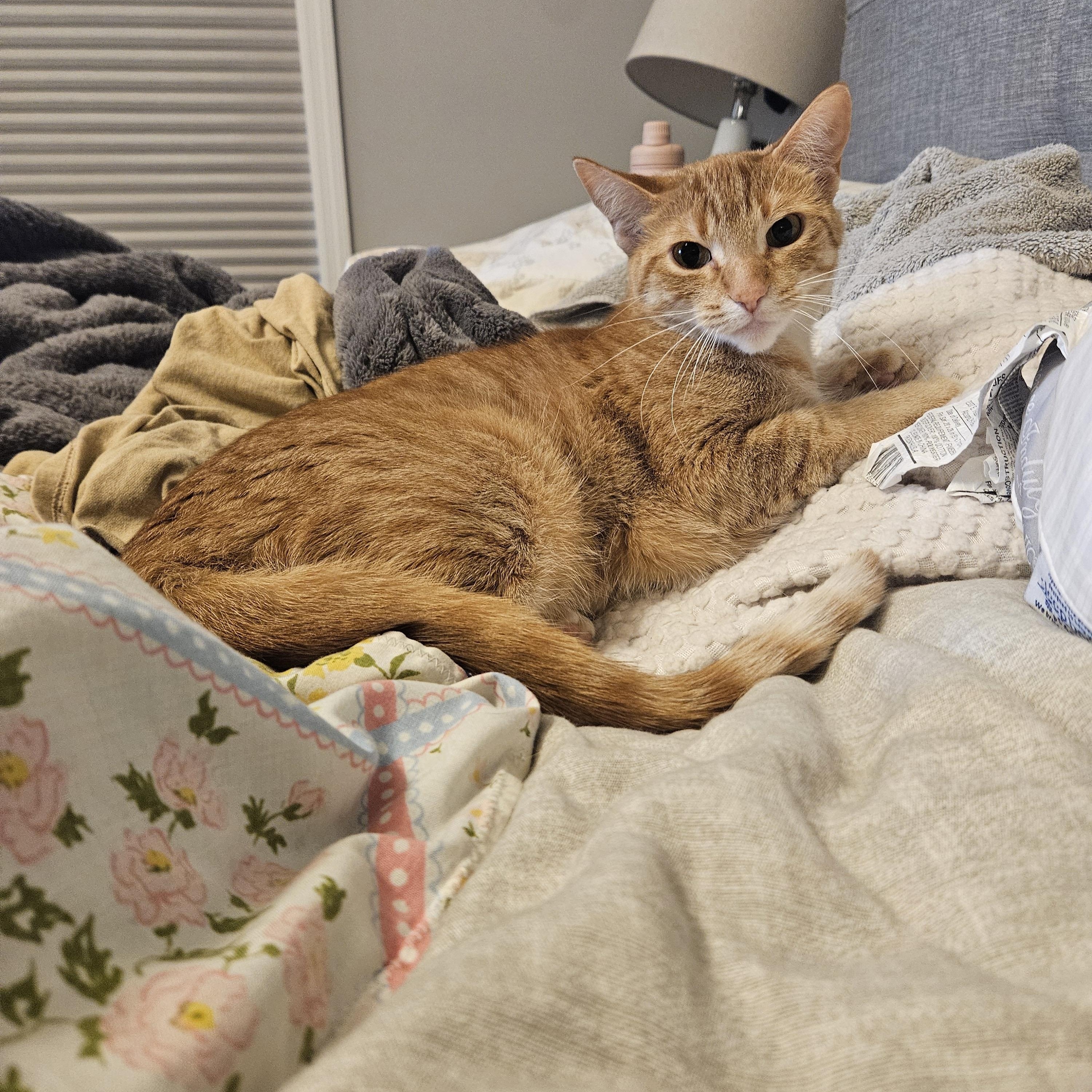 Enlarge Ash, a Adoptable Domestic Short Hair in Blaine , MN image 3/4