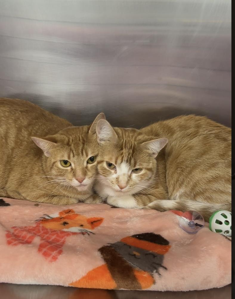 Ash, Adoptable, Adult Female Domestic Short Hair.