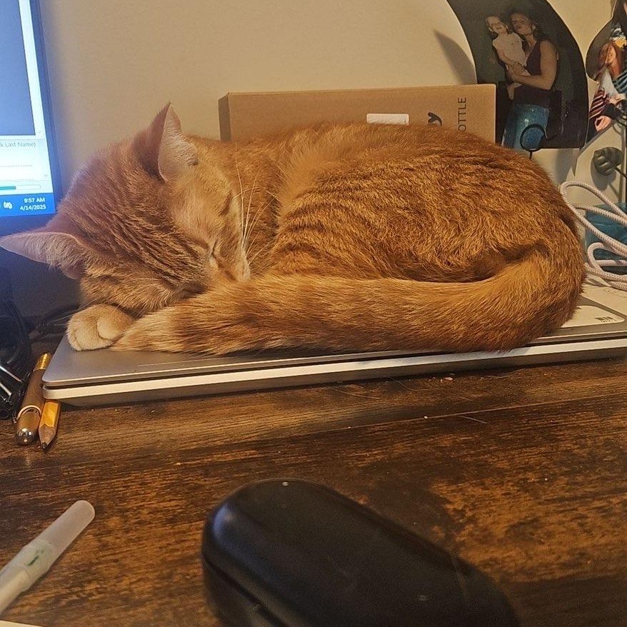 Enlarge Ash, a Adoptable Domestic Short Hair in Blaine , MN image 4/4