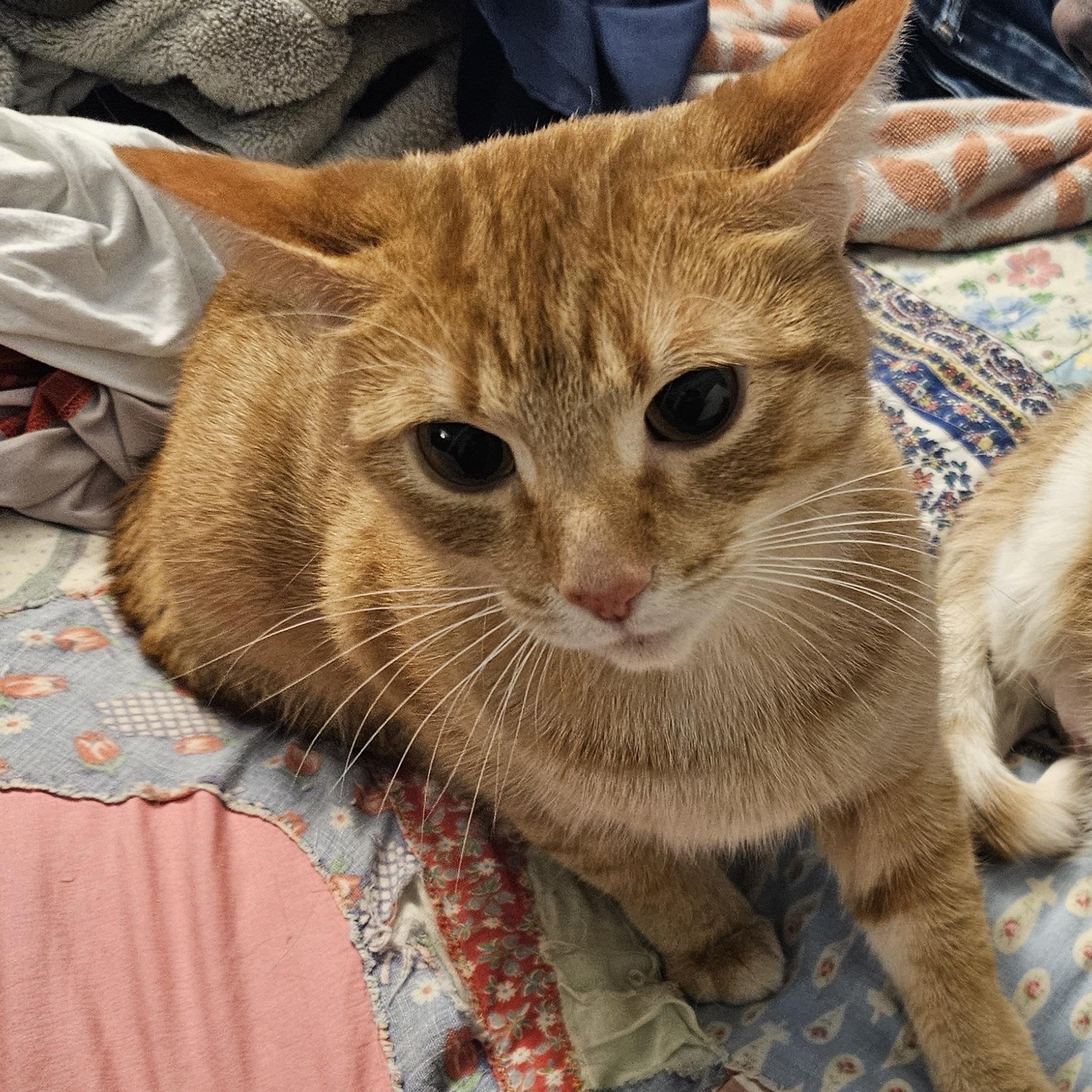 Enlarge Ash, a Adoptable Domestic Short Hair in Blaine , MN image 2/4