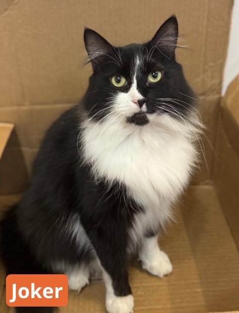 Joker, a Adoptable Domestic Medium Hair in North Haven, CT image 2/2