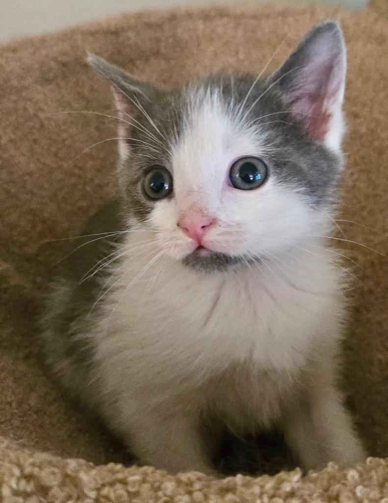 Avery, a Adoptable mixed breed in Leonardtown, MD image 1/2