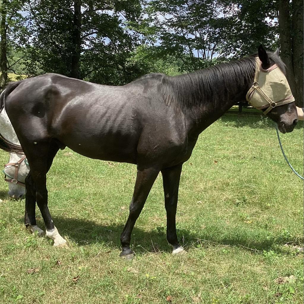 Max, Adoptable, Senior Male Quarterhorse.