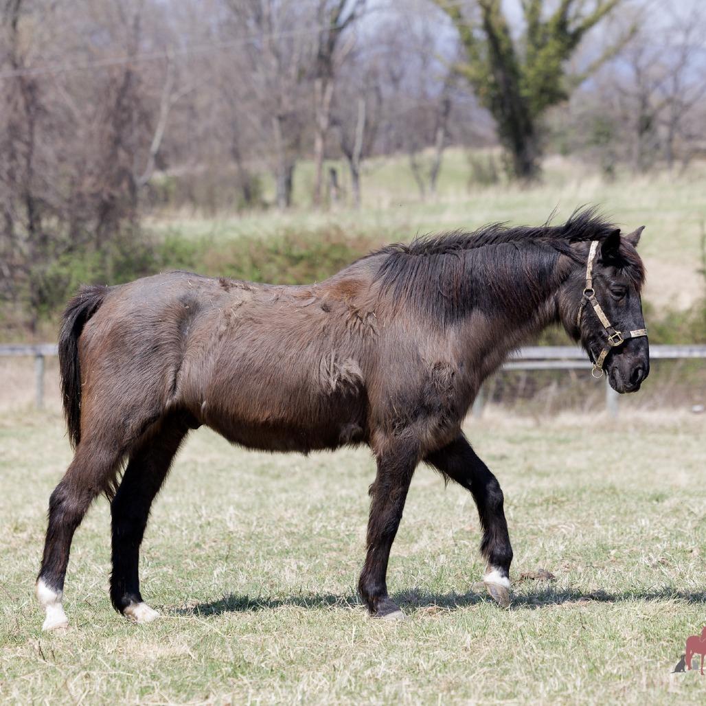 Enlarge Max, a Adoptable Quarterhorse in Marshall, VA image 2/6