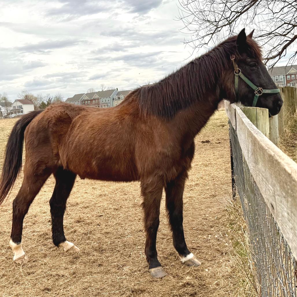 Enlarge Max, a Adoptable Quarterhorse in Marshall, VA image 2/4