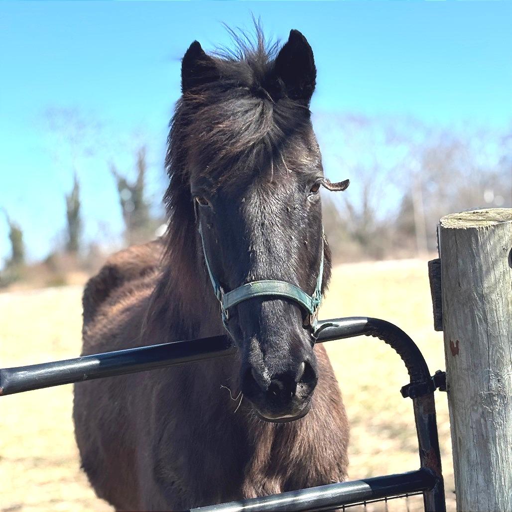 Enlarge Max, a Adoptable Quarterhorse in Marshall, VA image 3/4