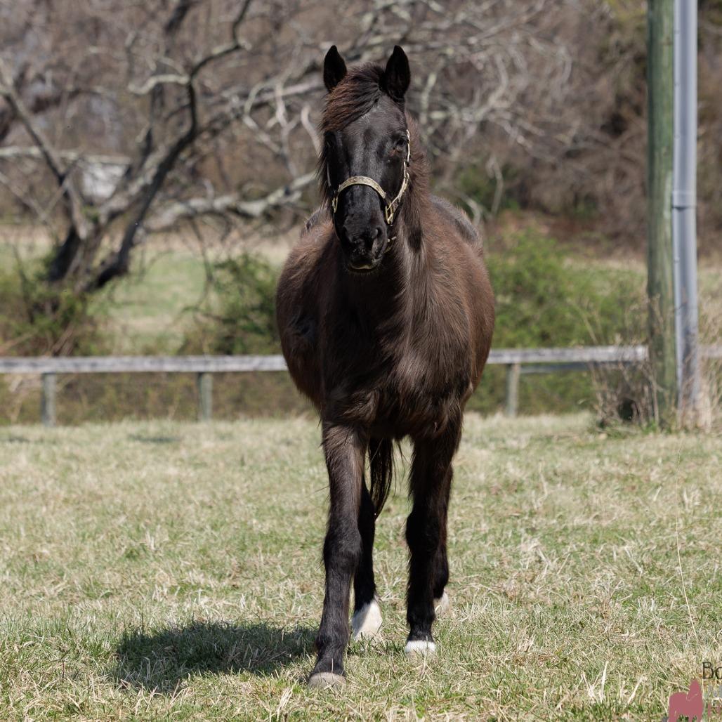 Enlarge Max, a Adoptable Quarterhorse in Marshall, VA image 5/6