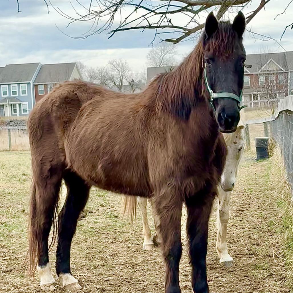 Enlarge Max, a Adoptable Quarterhorse in Marshall, VA image 4/4