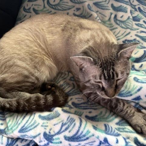 Gerard, Adoptable, Senior Male Domestic Short Hair.