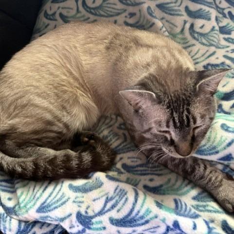 Enlarge Gerard, a Adoptable Domestic Short Hair in Salt Lake City, UT image 2/4
