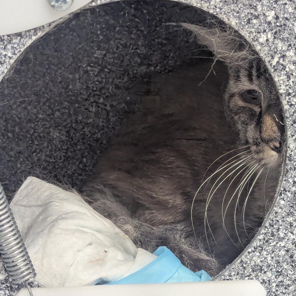 Enlarge Gerard, a Adoptable Domestic Short Hair in Salt Lake City, UT image 3/4
