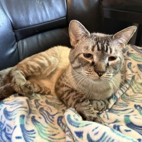 Enlarge Gerard, a Adoptable Domestic Short Hair in Salt Lake City, UT image 4/4