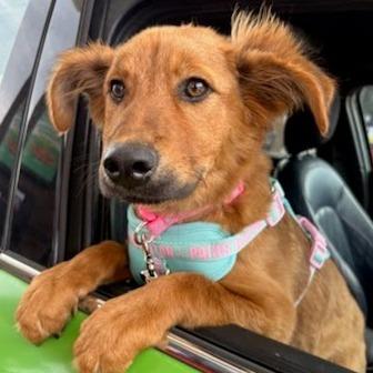 Freya, Adoptable, Puppy Female Shepherd.