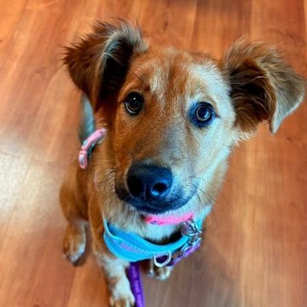 Enlarge Freya, a Adoptable Shepherd in Belleville, IL image 2/3