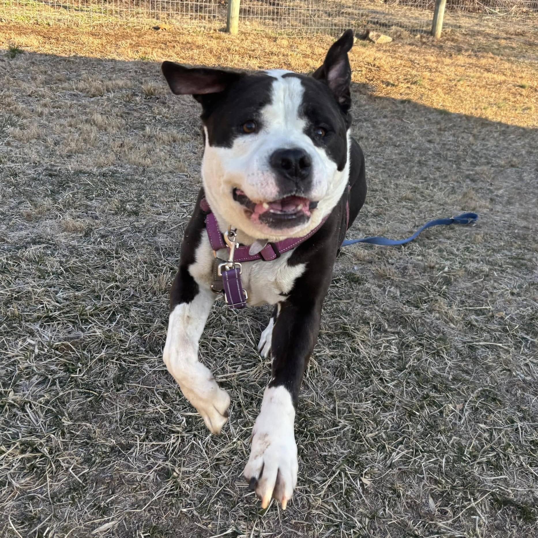 Enlarge Poe Poe, a Adoptable mixed breed in Phoenixville, PA image 6/6