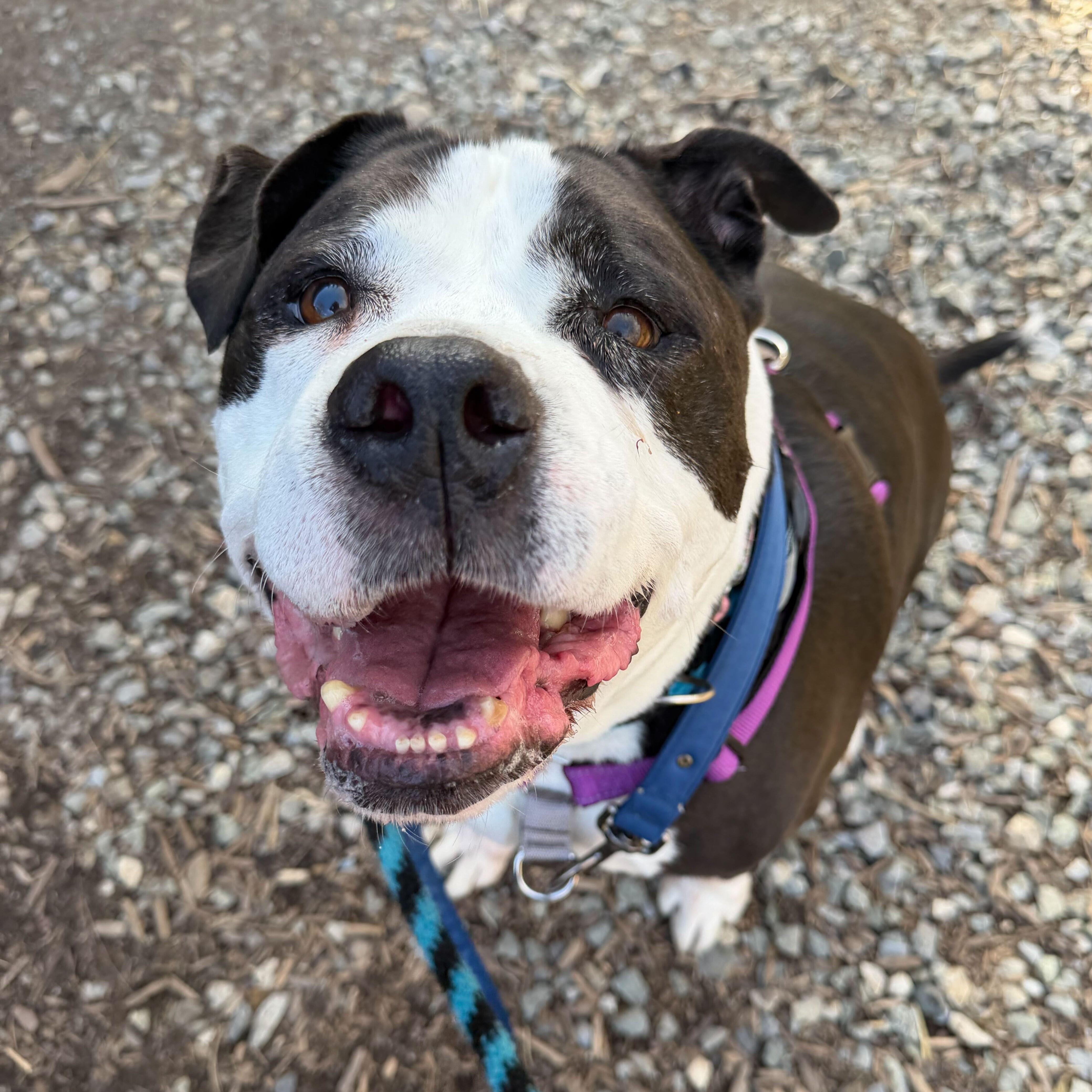 Enlarge Poe Poe, a Adoptable mixed breed in Phoenixville, PA image 2/6