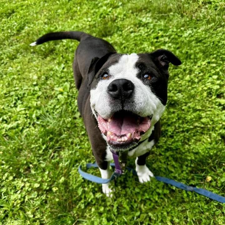 Poe Poe, Adoptable, Senior Male Pit Bull Terrier.