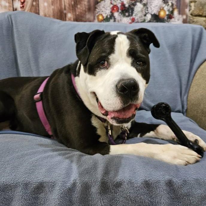 Enlarge Poe Poe, a Adoptable mixed breed in Phoenixville, PA image 4/6